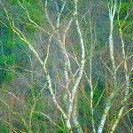 tree veins