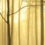 Trees in Fog