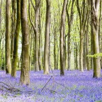 Bluebells