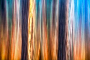 Forest Motion III