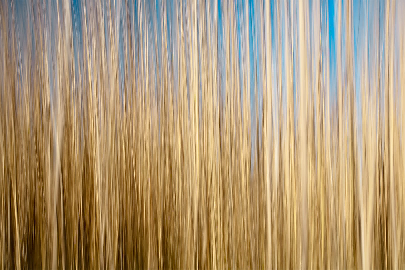 Reed Motion #1