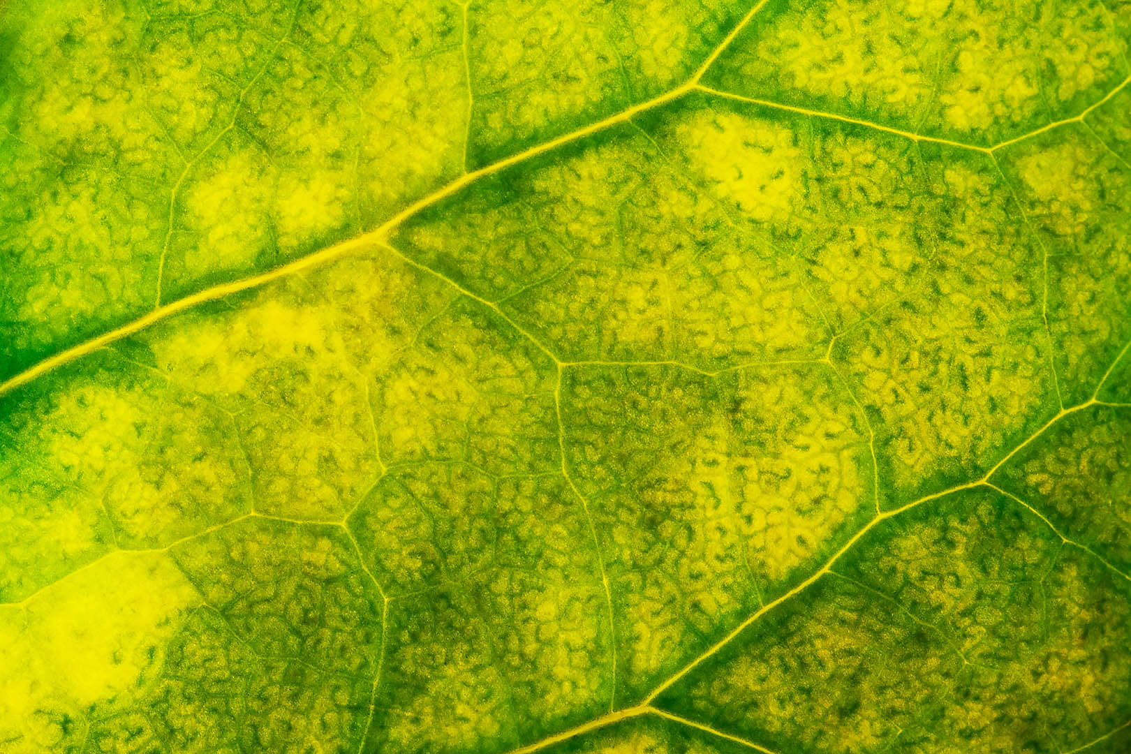Leaf Texture #1