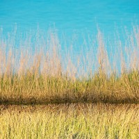 Grass Reflections #2