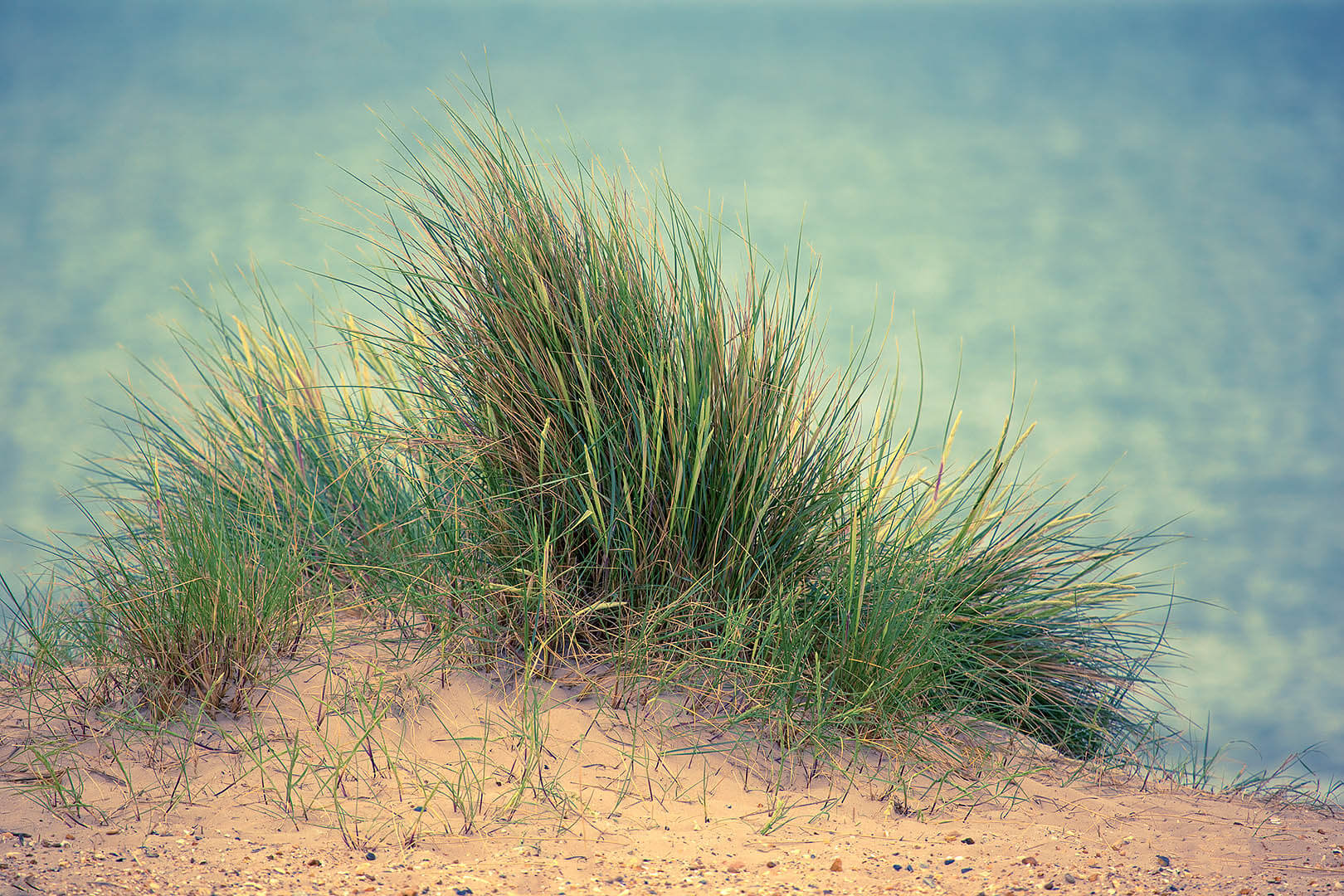 Dune Grass 1