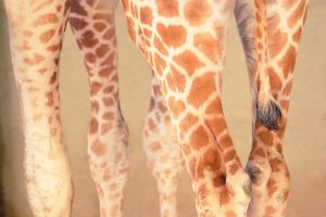 Giraffe Legs