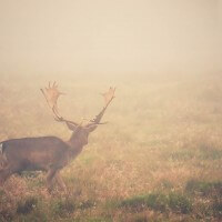 Deer In Fog