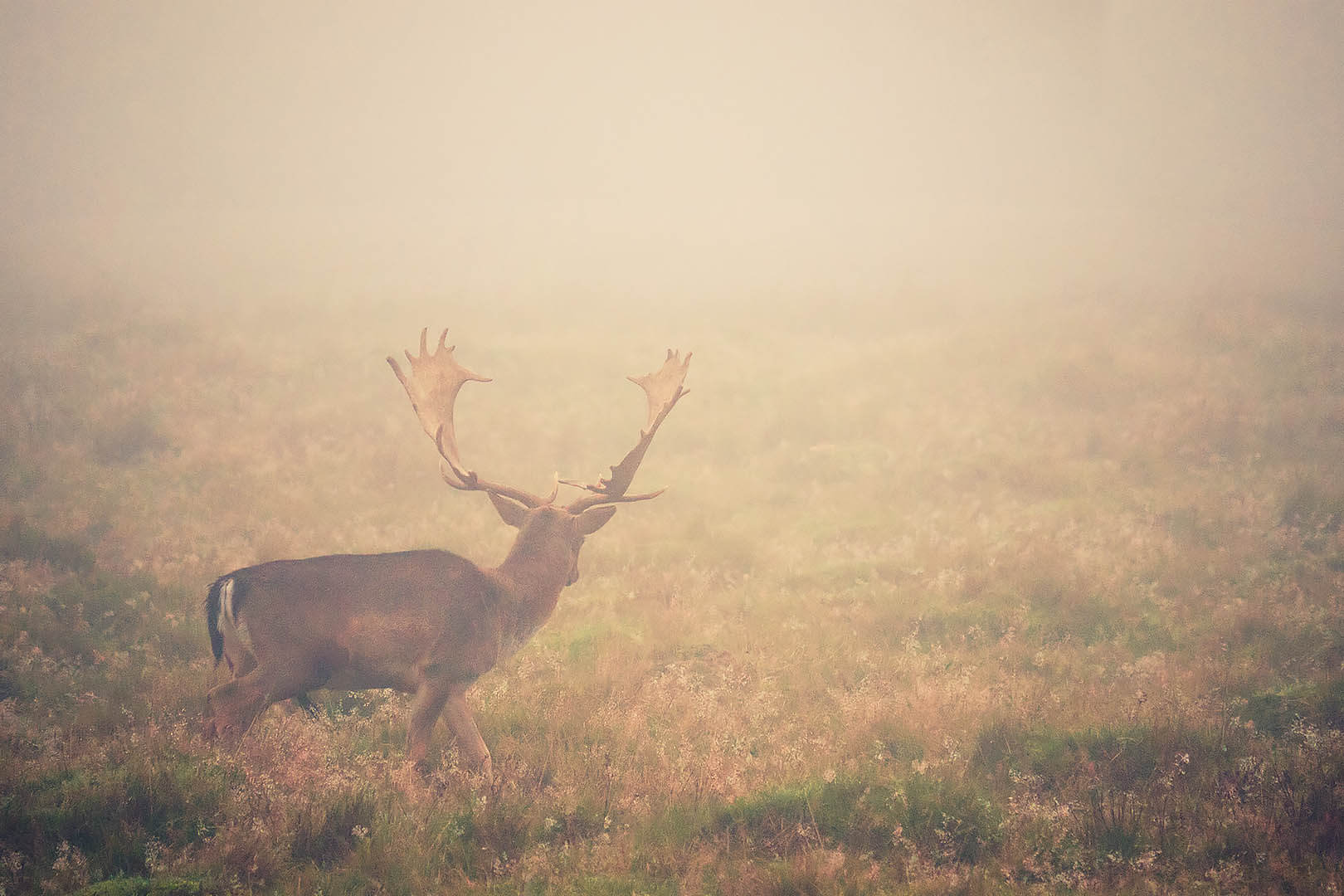 Deer In Fog