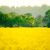 Rape Field