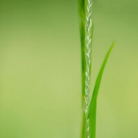 Grass Stem
