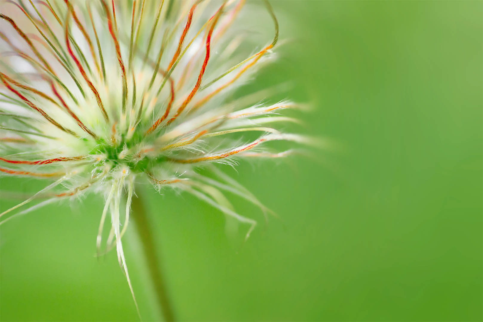 Seed Head of a Pasque Flower #1