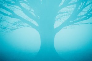 Blue Tree in Fog