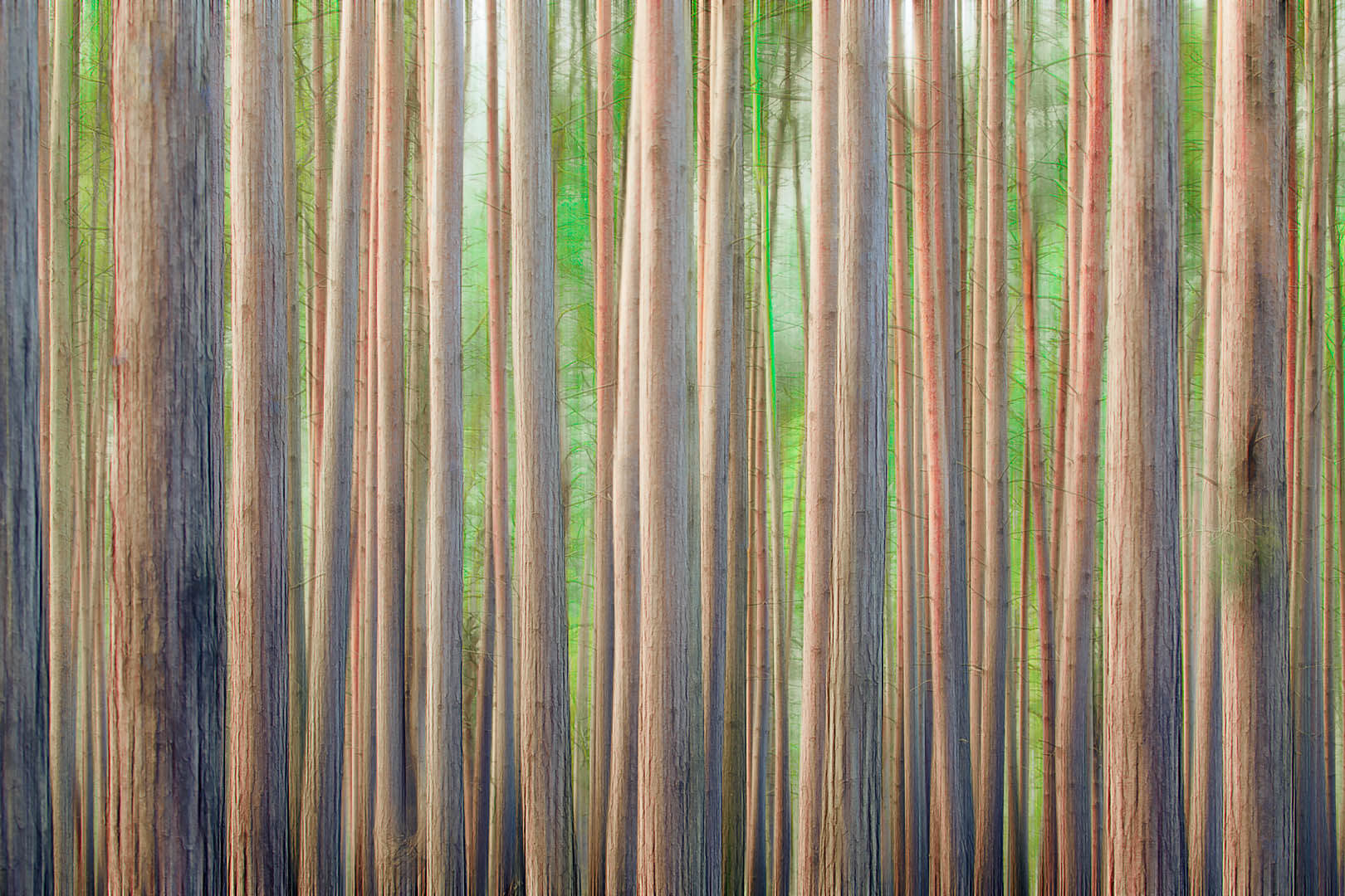 Forest Motion XII