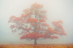 Tree In Fog #2