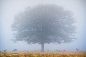 Tree in Fog and Deer