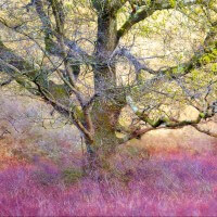New Forest Tree