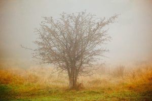 Tree in Fog and Deer