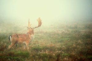 Deer In Fog #2