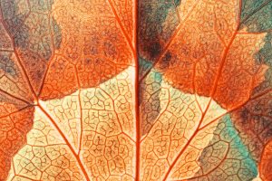 Leaf Patterns 01