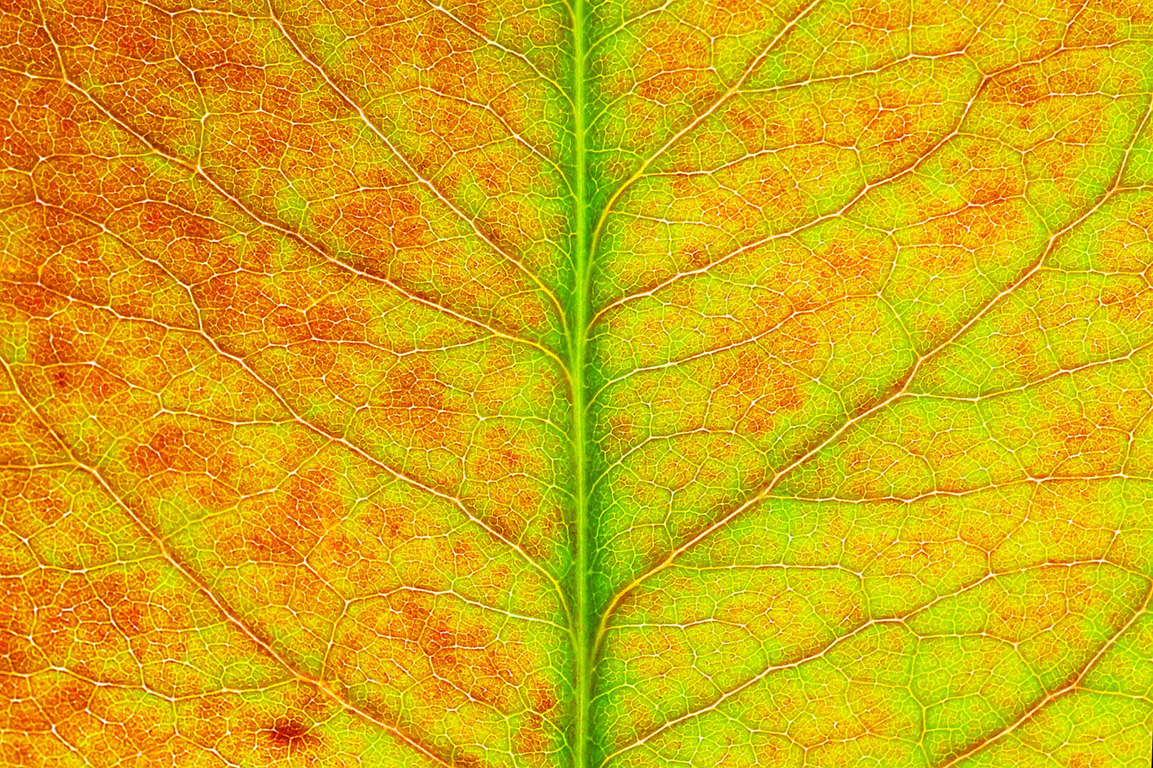 Leaf Texture #5