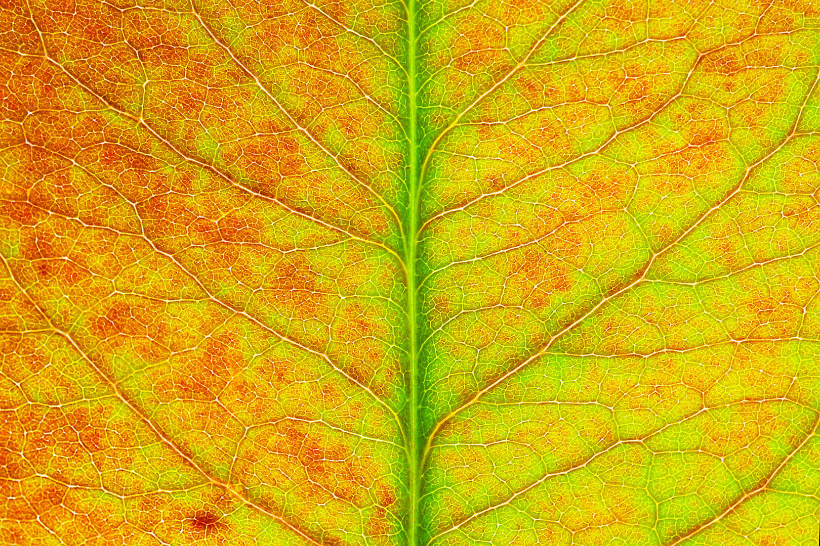 Leaf Patterns 05