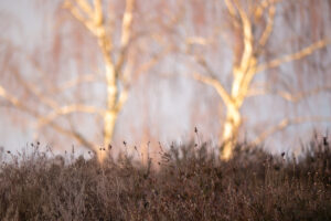 Blurred Trees