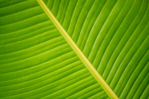 Leaf Patterns 10