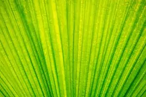 Leaf Texture #5