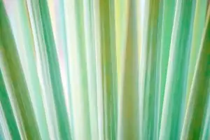 Leaf Texture #7