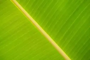 Leaf Patterns 08