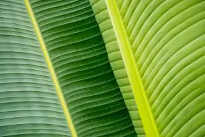 Leaf Patterns 09