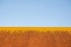 Lichen Roof