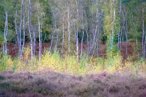 Milford Common #24