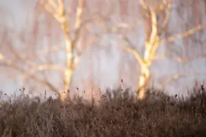 Blurred Trees